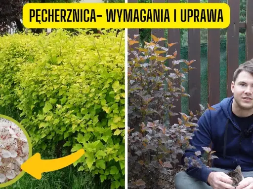 Pęcherznica: Jak przycinać? Krok po kroku do obfitych kwiatów