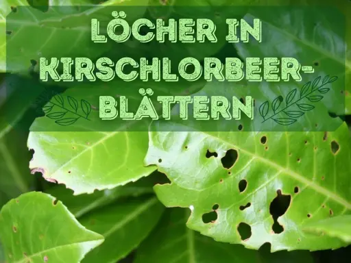 Löcher in Kirschlorbeer-Blättern deuten auf mögliche Krankheiten oder Schädlinge hin.