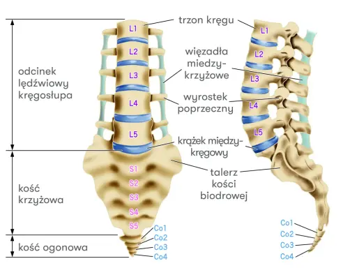 Anatomia kręgosłupa: odcinek lędźwiowy, kość krzyżowa i ogonowa. Ilustracja pokazuje budowę kręgów, krążków międzykręgowych i więzadeł, istotnych przy diagnozowaniu np. zespołu Bertolottiego.