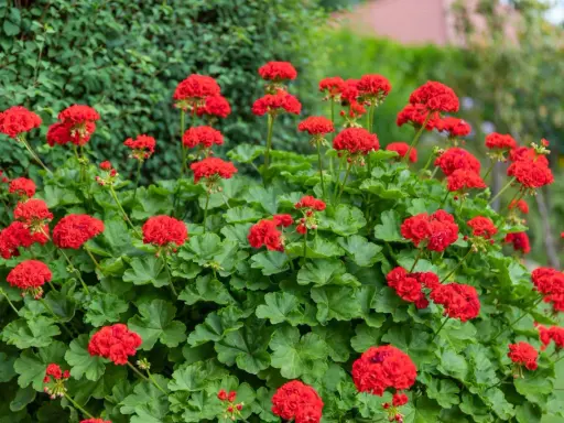 Kaskada intensywnie czerwonych kwiatów pelargonii Calliope na tle zielonych liści i krzewów.