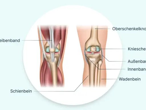 Anatomie des Knies: Oberschenkelknochen, Kniescheibe, Bänder und Schienbein. Hilfreich bei Knieschmerzen nach Joggen.