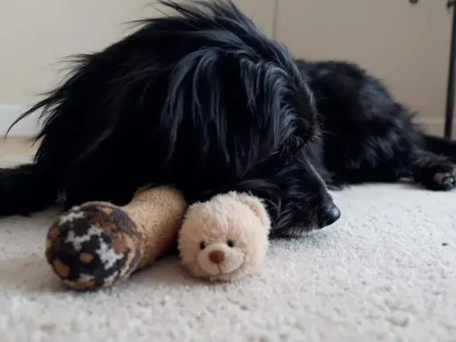 Un chien noir se repose sur un tapis, blotti contre ses jouets. Il semble réfléchir à en combien de temps un chien s'attache à son maître.