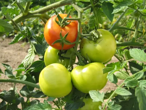 Tomates vertes et une rouge mûre sur une branche. Idéal pour planter les tomates avec la lune, pour une récolte abondante.