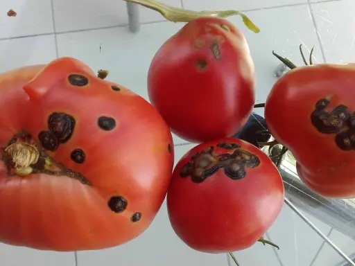 Quatre tomates rouges présentent des taches noires, signe d'une maladie.
