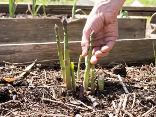 A hand gently plucks a fresh asparagus spear from the soil, demonstrating how to harvest asparagus.