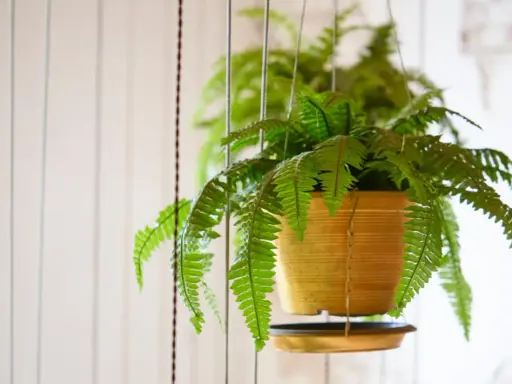 Une fougère de Boston extérieure, luxuriante et verte, pend dans un pot doré, ses frondes tombant gracieusement.