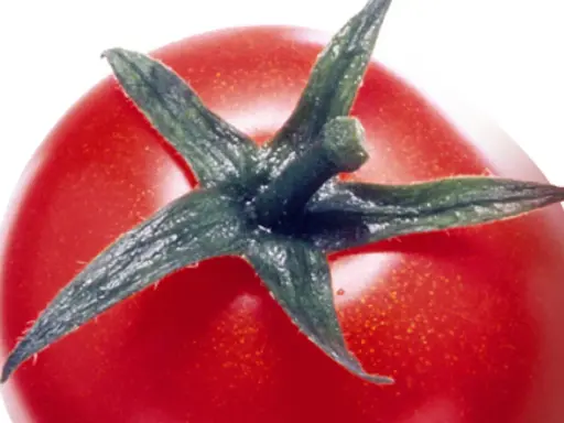 Gros plan sur une tomate rouge vif, ses sépales verts pointant vers le ciel. Une image qui évoque le danger de la tomate, peut-être une métaphore de la beauté trompeuse.