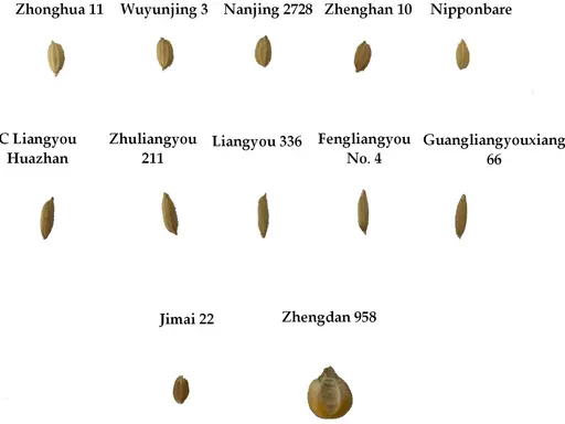 A collection of different rice grains, each labeled with a unique identifier, showcasing variations in size and shape.