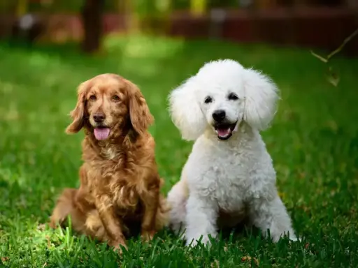 Rudy spaniel i biały pudel siedzą na trawie, ciesząc się słońcem.
