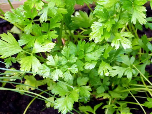 Persil frais et luxuriant, prêt à être récolté. Idéal pour savoir quand semer du persil en jardinière et profiter de cette herbe aromatique toute l'année.