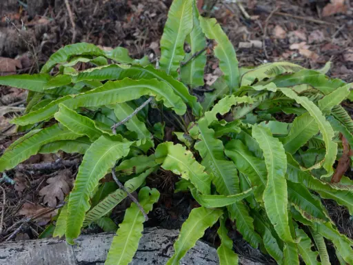 En frodig ormbunke utomhus, med sina karaktäristiska, vågiga blad som sträcker sig mot marken.
