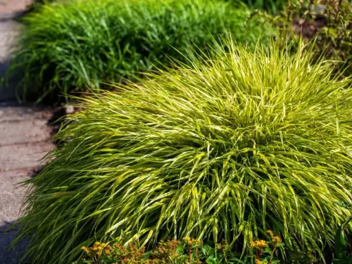 Kępa Hakonechloa odmiany 'Aureola' z żółto-zielonymi liśćmi, rosnąca obok ścieżki z kamieni.