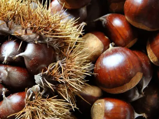 Castagne appena raccolte, alcune ancora nel loro riccio spinoso, altre pronte per essere gustate. Il loro significato è legato alla natura e alla stagione autunnale.