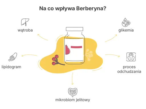 Berberyna co to? Wpływa na wątrobę, lipidogram, mikrobiom jelitowy, glikemię i proces odchudzania.