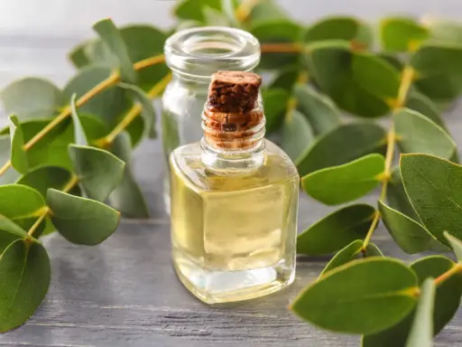 Huile essentielle d'eucalyptus citronné : attention au danger. Flacon de liquide jaune pâle entouré de feuilles vertes sur fond de bois.