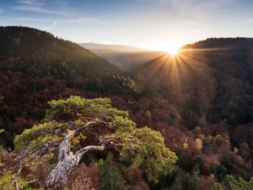 Sonnenstrahlen brechen durch den Herbstwald im Harz. Ein alter Baum ragt über die Täler, ideal für **Harz Wanderwege**.