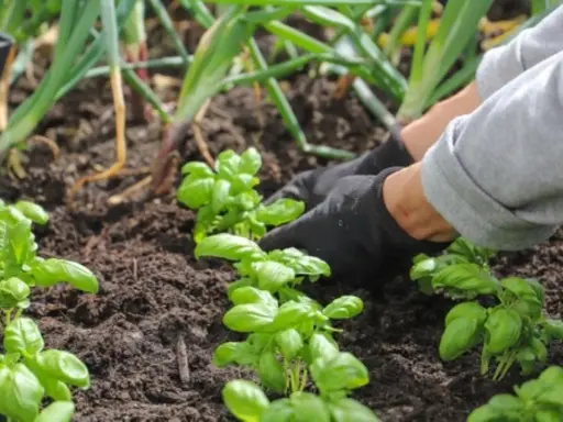 Mains gantées plantant du basilic frais dans la terre. Apprenez comment cueillir le basilic pour un maximum de saveur.