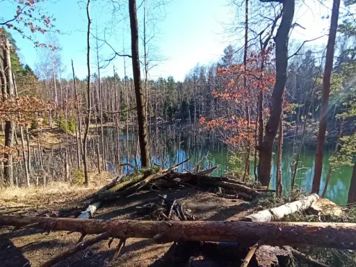 Wczesnowiosenny krajobraz w lasach Orleanu. Jezioro odbija niebo, a na brzegu leżą powalone drzewa.