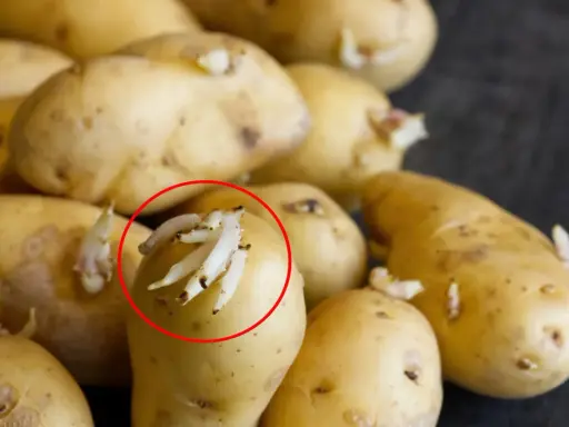 Pommes de terre germées, dont une pomme de terre molle avec de nombreuses pousses blanches.