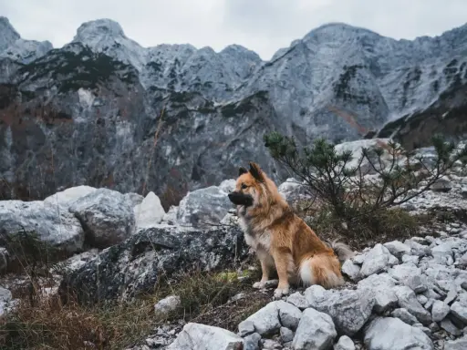 Pies siedzi na kamienistym szlaku, gotowy na wyprawę gdzie w góry z psem. W tle majestatyczne, skaliste szczyty.