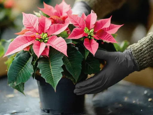 Hände in schwarzen Handschuhen halten einen leuchtend roten Weihnachtsstern in einem Topf. Die Pflanze hat grüne Blätter und rote Hochblätter.