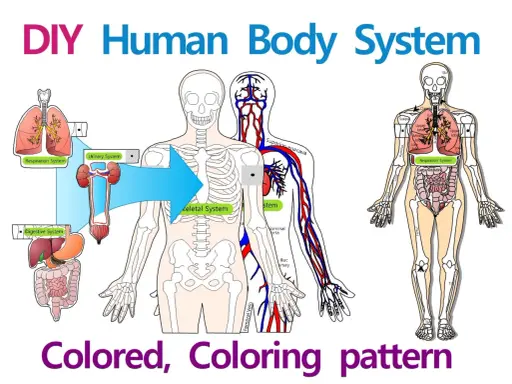 Illustrazione di un modellino corpo umano fai da te con scheletro, organi e sistema circolatorio.