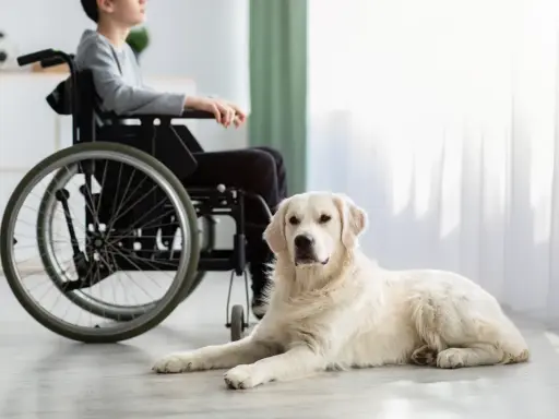 Łagodny pies rasy golden retriever, jeden z wielu psów do dogoterapii, leży obok chłopca na wózku inwalidzkim.