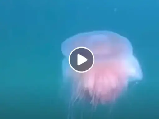 Una medusa rosa fluttua nell'acqua blu, forse la medusa più piccola al mondo.