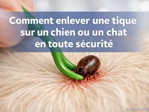 Un outil vert est utilisé pour enlever une tique sur la peau d'un chien. Apprenez comment enlever une tique sur un chien en toute sécurité.