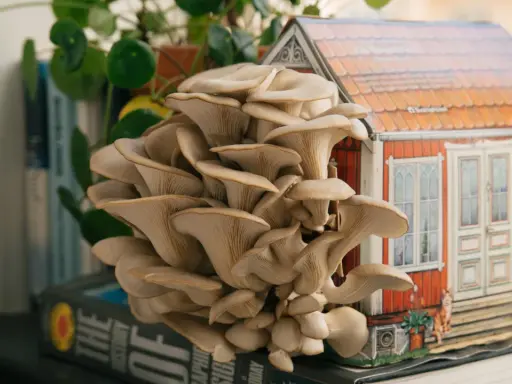 En stor klase ostronskivling växer framför en miniatyr av ett rött hus. En vacker demonstration av hur man kan odla svamp hemma.