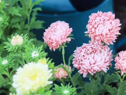 Rosa aster perenn-blommor blommar i trädgården, med knoppar som väntar på att öppna sig.