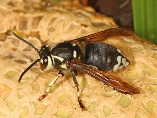 A bald faced hornet, common in Colorado, rests on a textured surface. Its black and white markings are striking.