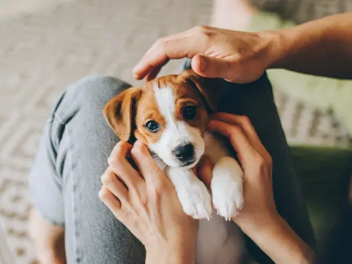 Uroczy, 7-tygodniowy szczeniak Jack Russell Terrier w rękach. Czy można wziąć 7 tygodniowego szczeniaka? Tak, jeśli jest gotowy do adopcji.