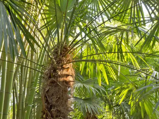 Un tronc fibreux de Trachycarpus fortunei se dresse au milieu de feuilles vertes luxuriantes et de tiges de bambou.