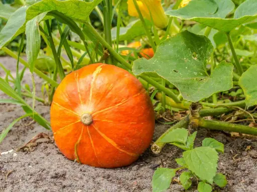 Un plant de potiron mûr, d'un orange vif, repose sur la terre, entouré de feuilles vertes luxuriantes.