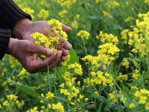 Mains tenant des fleurs de moutarde jaunes dans un champ.