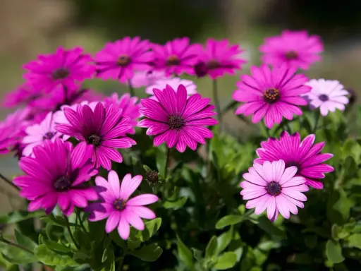 En grupp rosa blommor med mörka mittar, som en solig dag i trädgården.