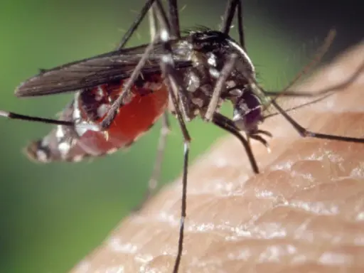 ¿Tienes Virus del Nilo? Reconoce los síntomas y cuándo acudir al médico