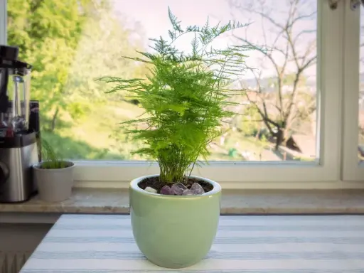 Zielony, pierzasty asparagus w jasnej doniczce, z widokiem na zieleń za oknem. Nie widać, by asparagus pierzasty żółknie.