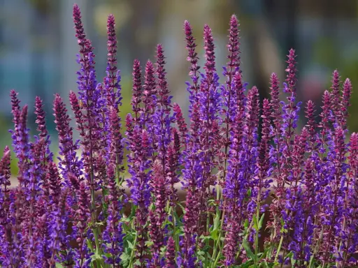 Épis de sauge vivace aux teintes violettes et pourpres, parfaits pour un entretien facile au jardin.