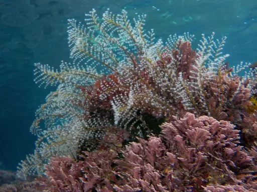 Un groviglio di piante marine, alcune bianche e piumose, altre rosa e ramificate, creano un fondale colorato.