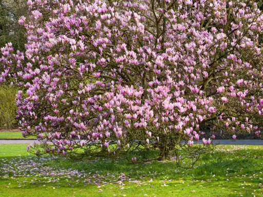 Magnolia en pleine floraison rose, un spectacle printanier. Idéal pour savoir quand planter un magnolia et profiter de sa beauté.