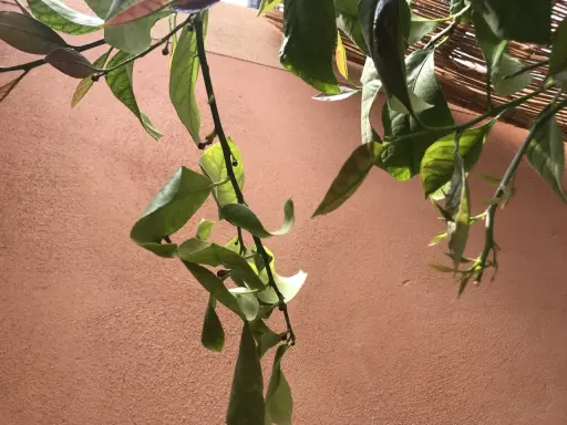 Une feuille de citronnier recroquevillée, signe d'un besoin d'eau, pend tristement contre un mur ocre.