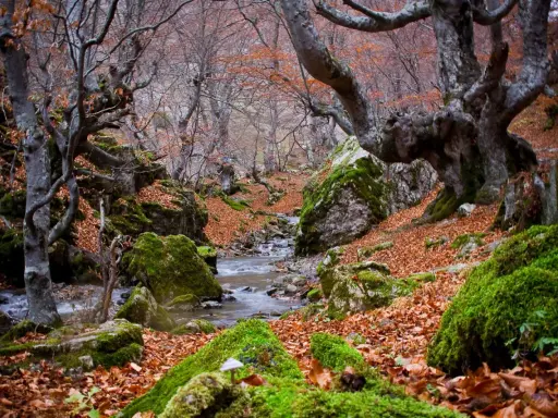 Un arroyo serpentea entre rocas cubiertas de musgo y hojas secas en un bosque de hayedos en León.
