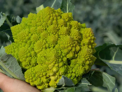 Une main tient un chou romanesco d'un vert vif, ses florettes formant une spirale fractale fascinante.
