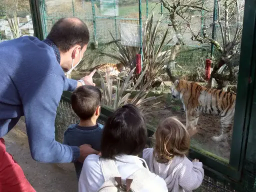 Familia observa tigres en el zoo Asturias. Un padre señala a un tigre mientras sus hijos miran fascinados.