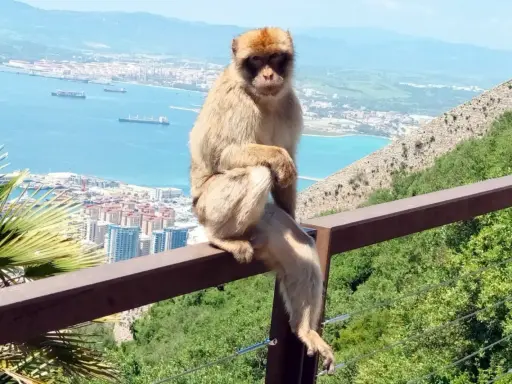 Ein Berberaffe sitzt auf einem Geländer mit Blick auf die Stadt und das Meer. Die berühmten Gibraltar Affen sind ein Wahrzeichen.