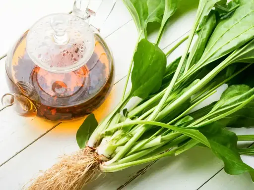 Thé infusé dans une théière en verre à côté de plantain frais, évoquant les bienfaits de cette plante.