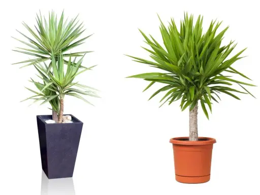 Zwei Yucca-Palmen in Töpfen. Die linke in einem dunklen, hohen Topf, die rechte in einem orangen. Tipps zur Yucca Palme Pflege.