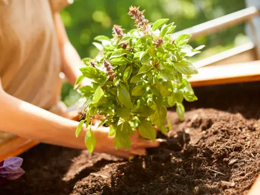 Mains douces plantant un plant de basilic frais dans la terre. Les feuilles vertes et les épis floraux sont visibles.